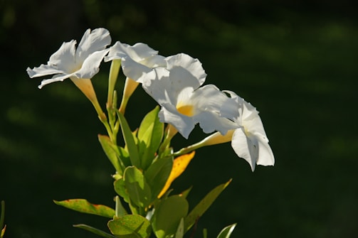 a white flower with yellow stamens in the sunlight