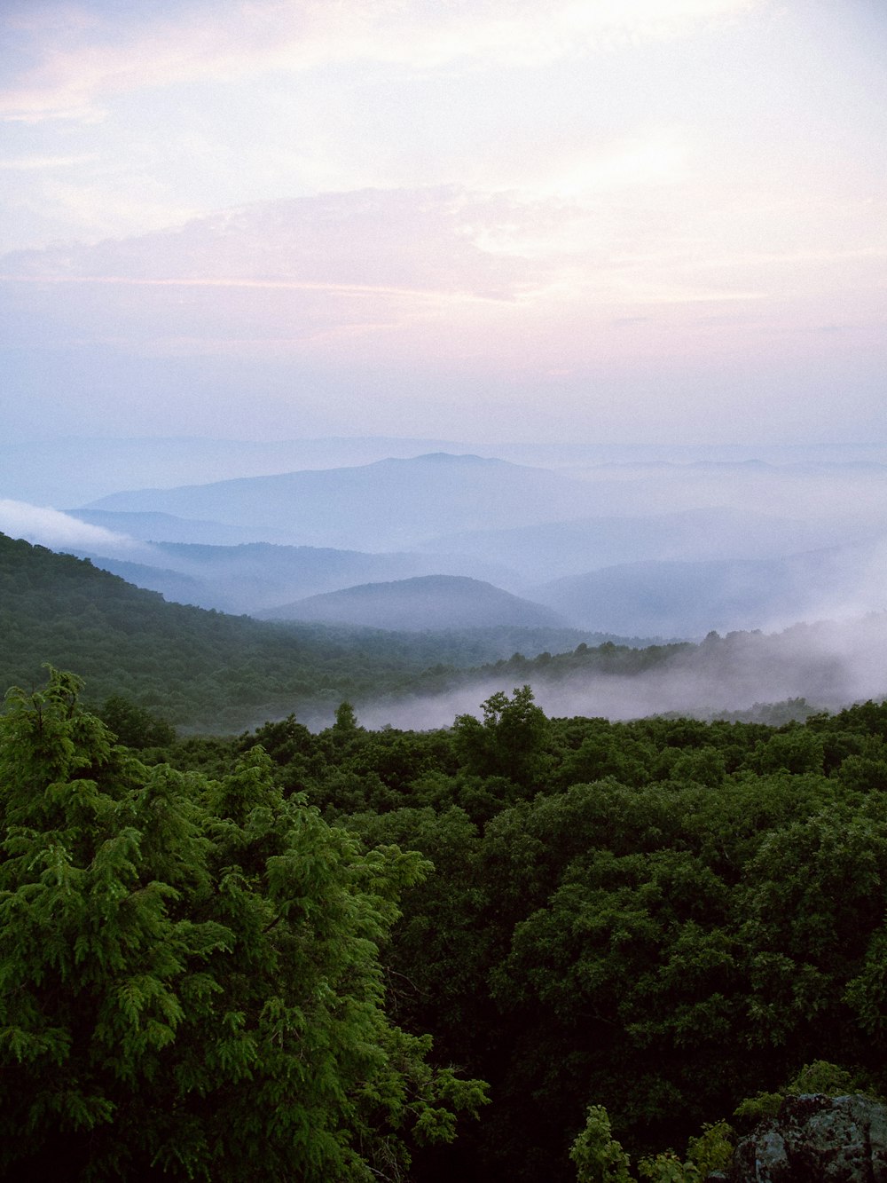 a view of a forest with fog in the distance