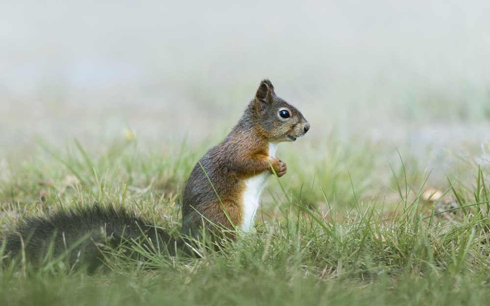 Ein Eichhörnchen steht im Gras und frisst