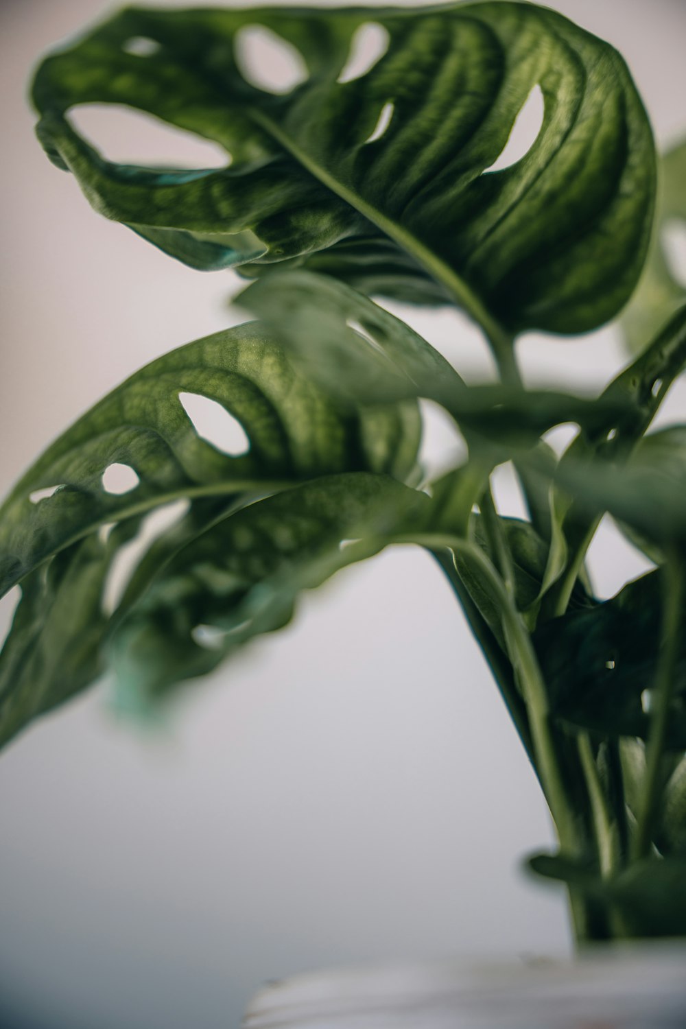 a close up of a plant with green leaves