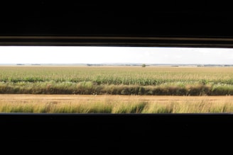 A panoramic view of a modern farm with rows of healthy crops under a clear blue sky.