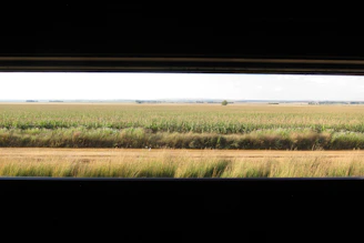 A panoramic view of a diverse farm showcasing all featured crops under a clear blue sky.