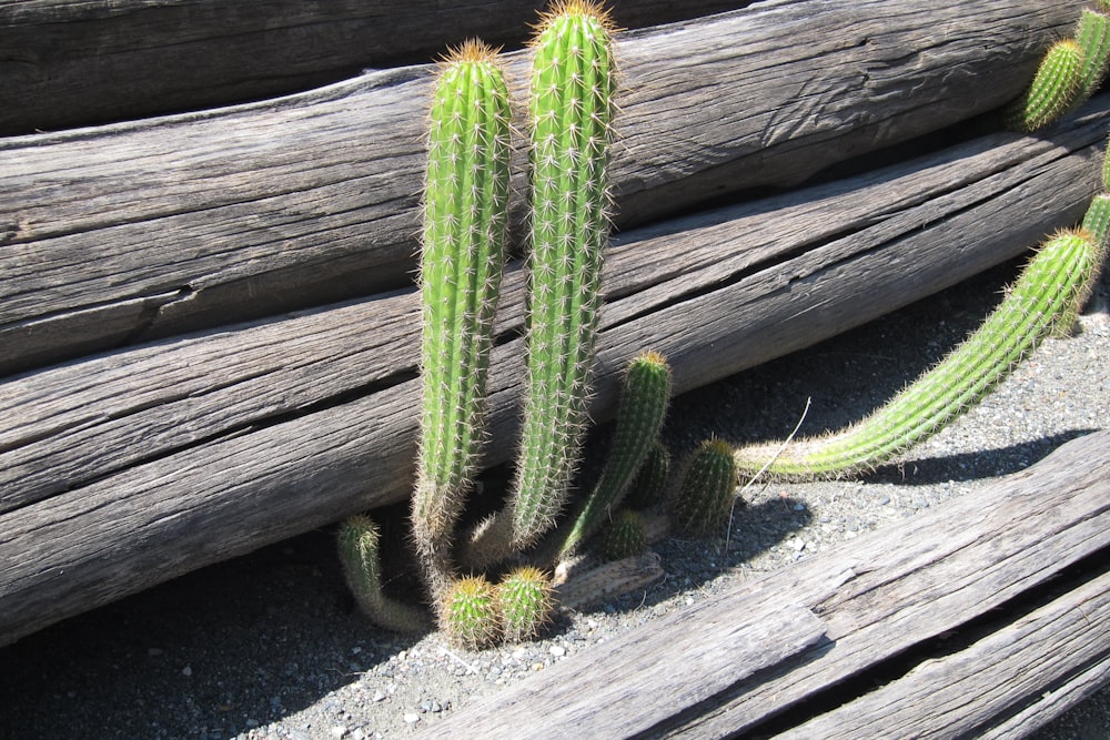 Un gruppo di piante di cactus accanto a un mucchio di tronchi