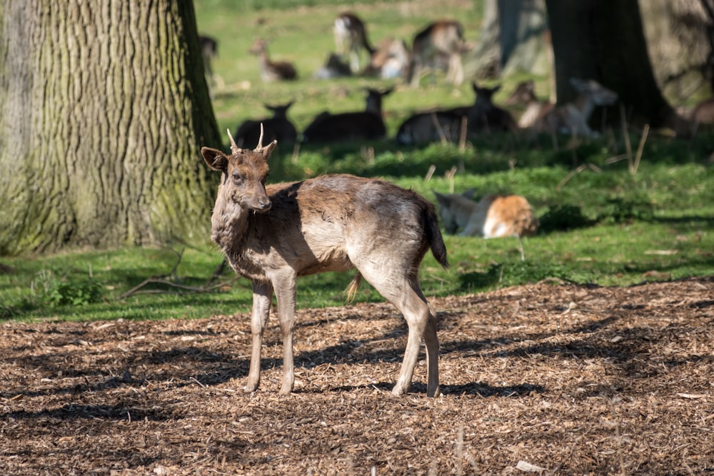 Un piccolo cervo in piedi nel mezzo di una foresta