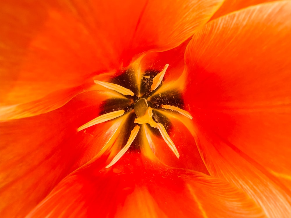 a close up view of a bright orange flower