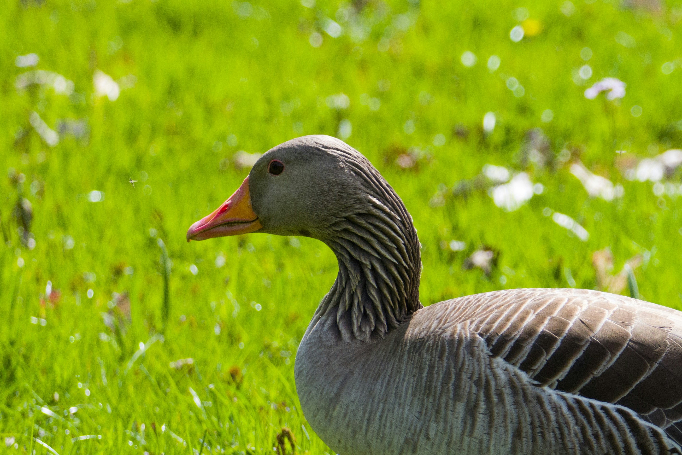 Photo by georgeiermann