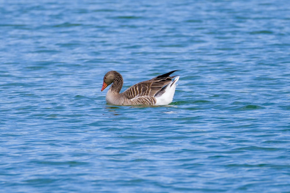 a duck floating on top of a body of water