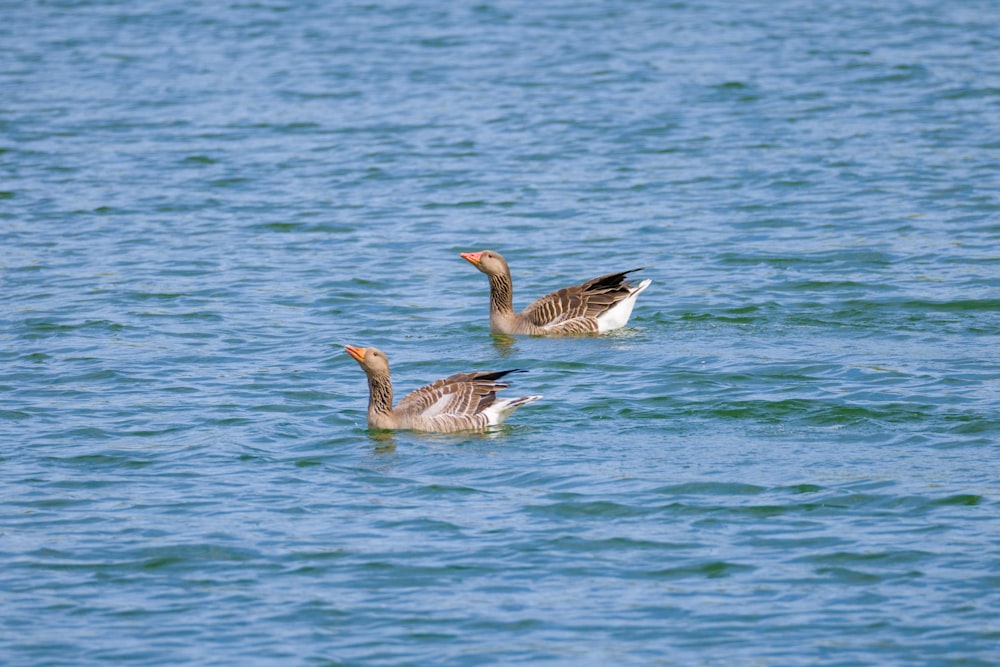 two ducks are swimming in the water together
