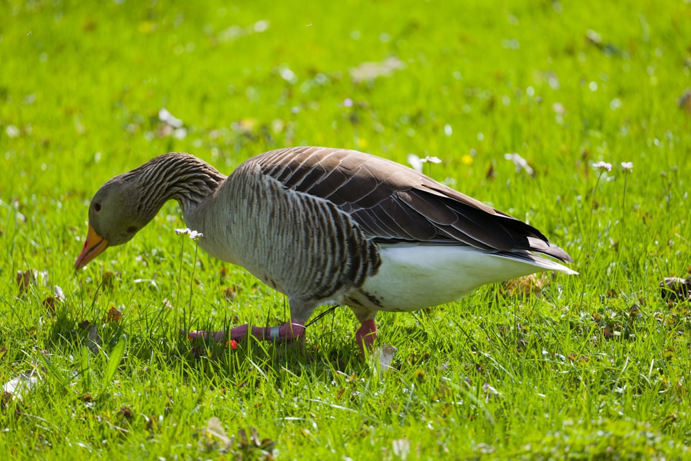 a duck standing on top of a lush green field