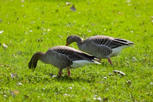 Two geese are grazing on a vibrant green grassy field. The birds have grayish-brown feathers with distinctive black patterns across their backs and white undersides.