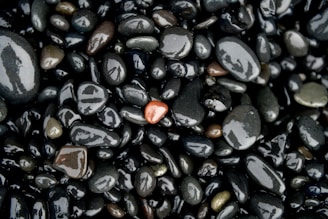 A collection of smooth, polished stones in various shades of black, gray, and brown. The stones vary in size and shape, with a single distinct orange stone standing out among them.