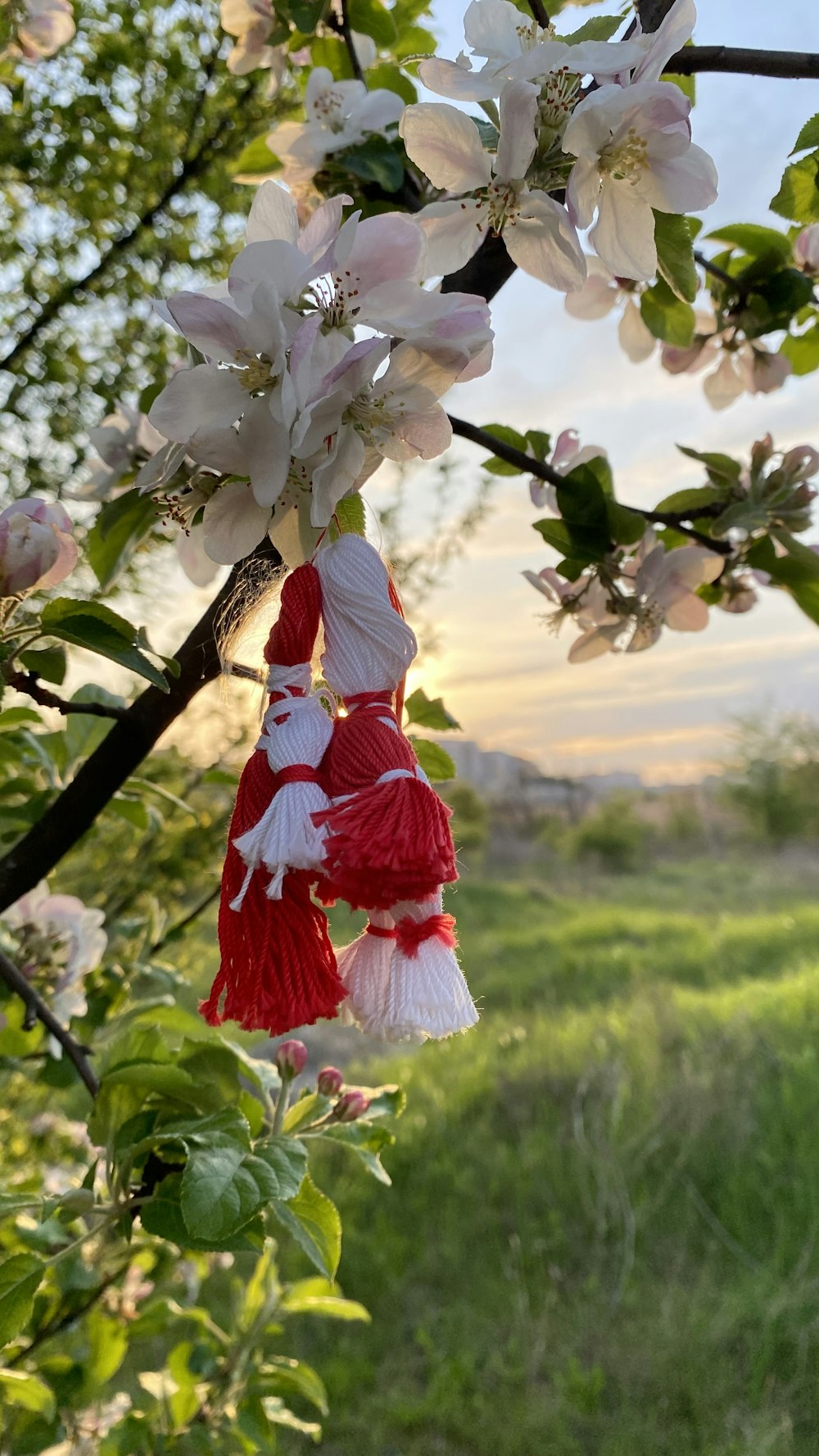 a couple of tassels hanging from a tree