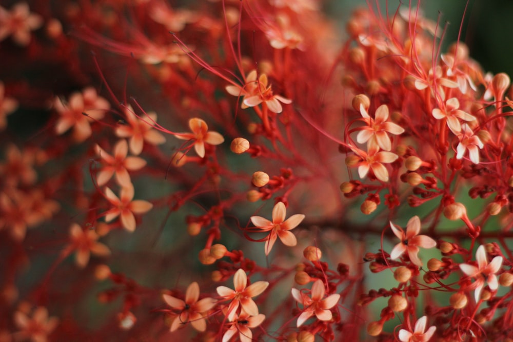 a close up of a red plant with white flowers