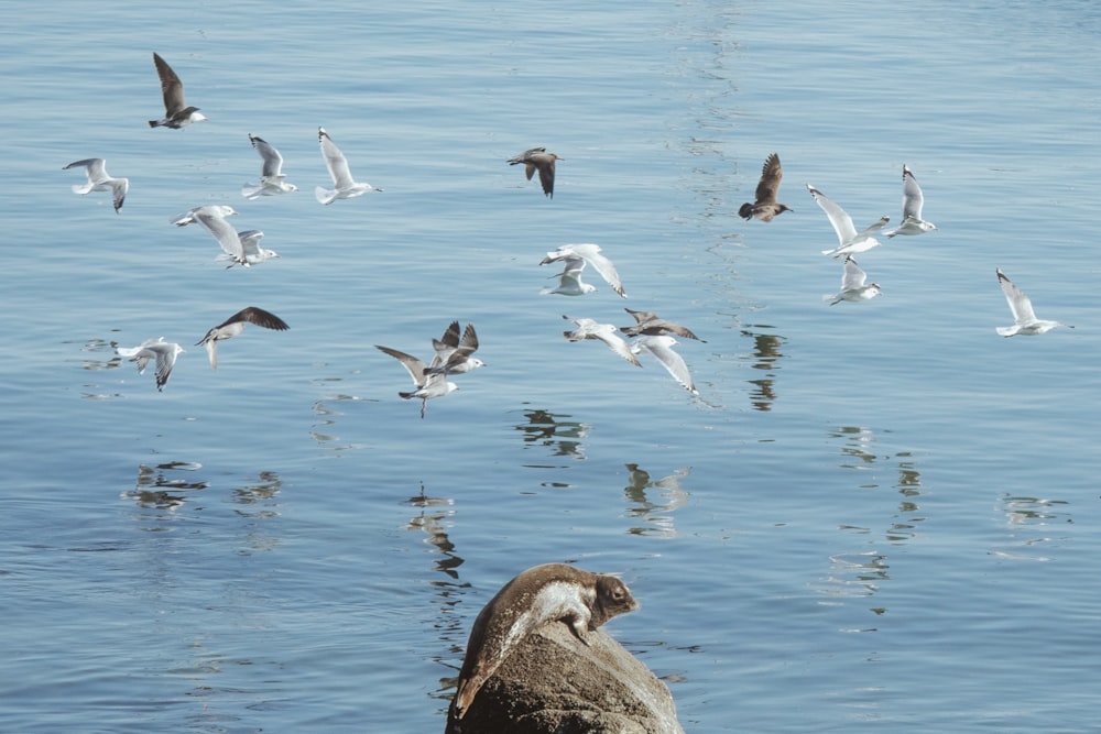 a flock of birds flying over a body of water