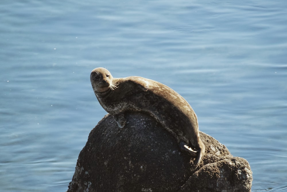 a seal sitting on top of a rock in the water