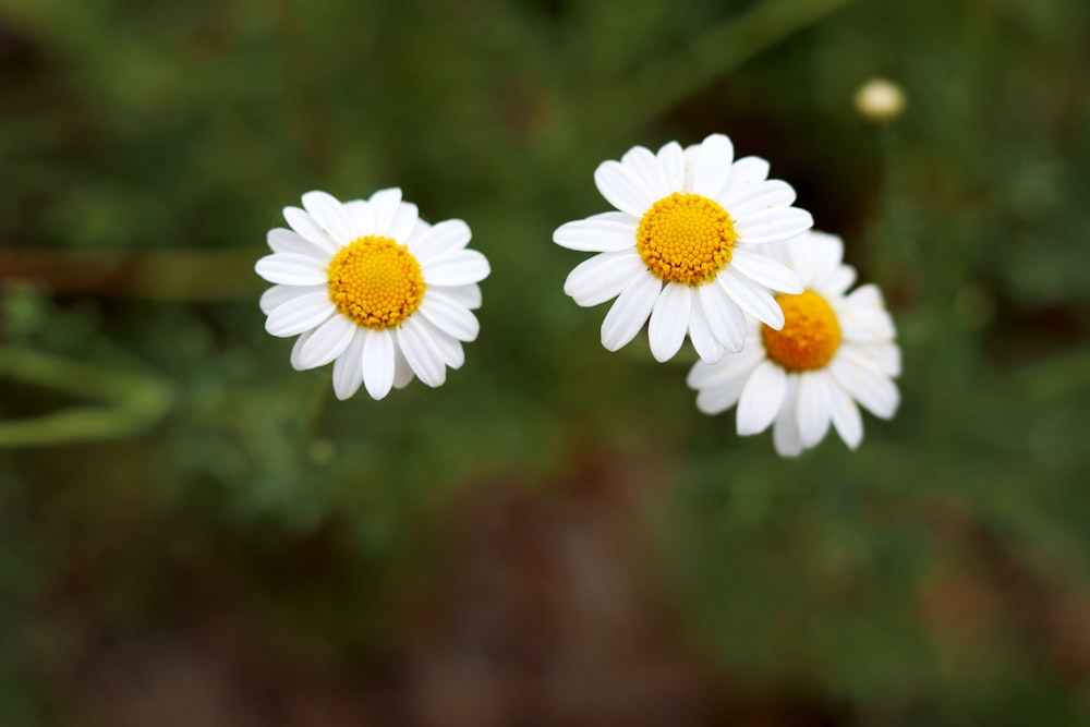 a couple of white flowers sitting on top of a lush green field