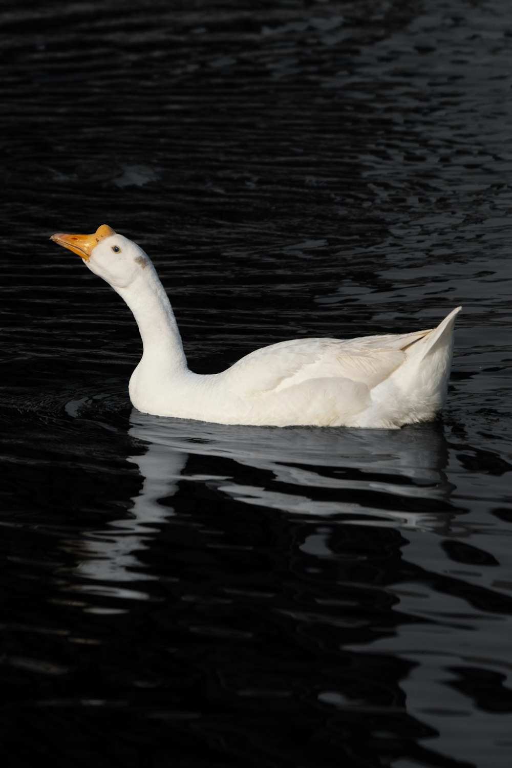 a white duck floating on top of a body of water