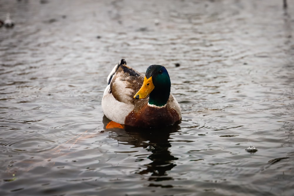 a duck floating on top of a body of water