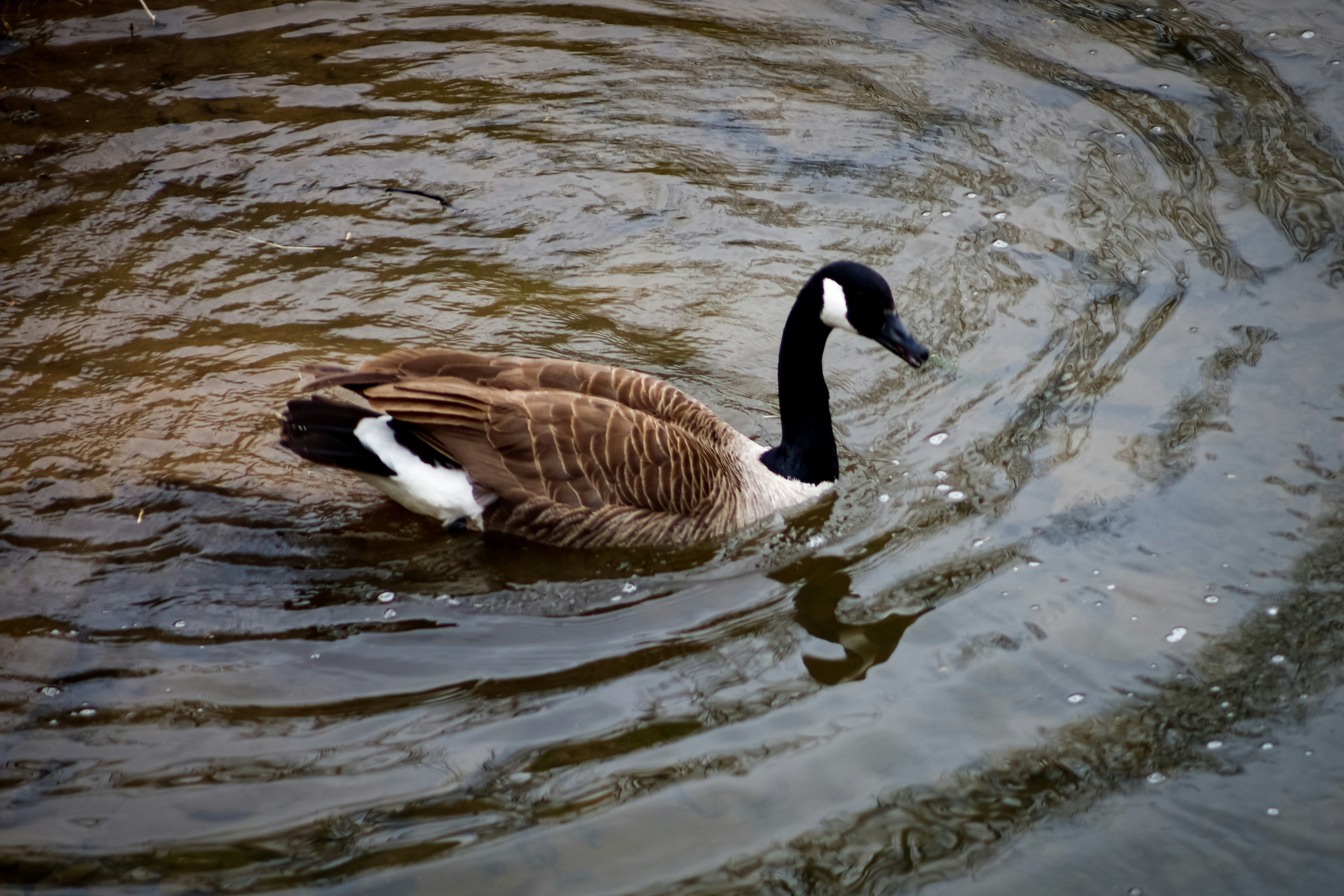 Photo by andre_schofield