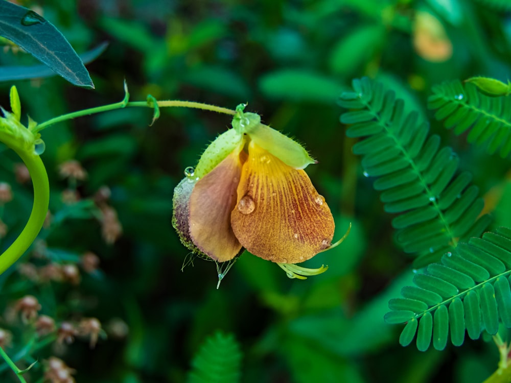 a close up of a flower on a plant