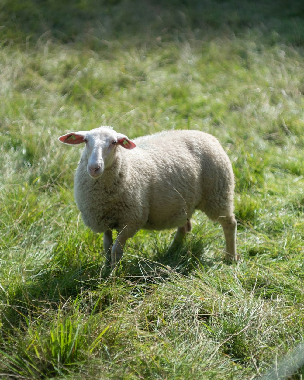 Un mouton se tient debout dans un champ herbeux