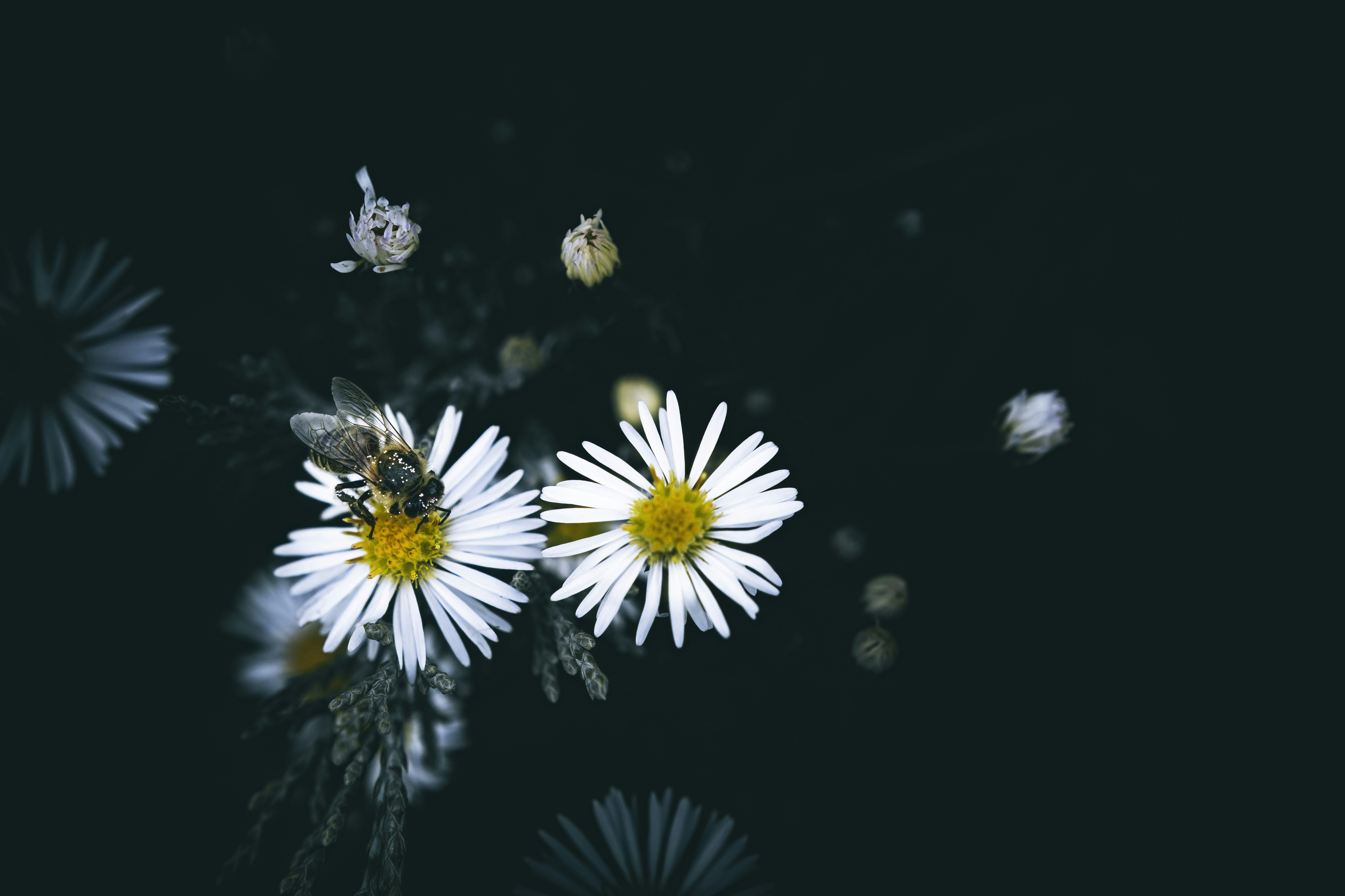 Photo by wyxina