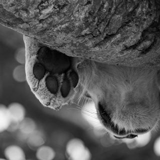 A black and white close-up of a large cat's paw, likely a lion, resting on a textured tree surface. The soft pad and furry texture of the paw are in focus, highlighting intricate details.