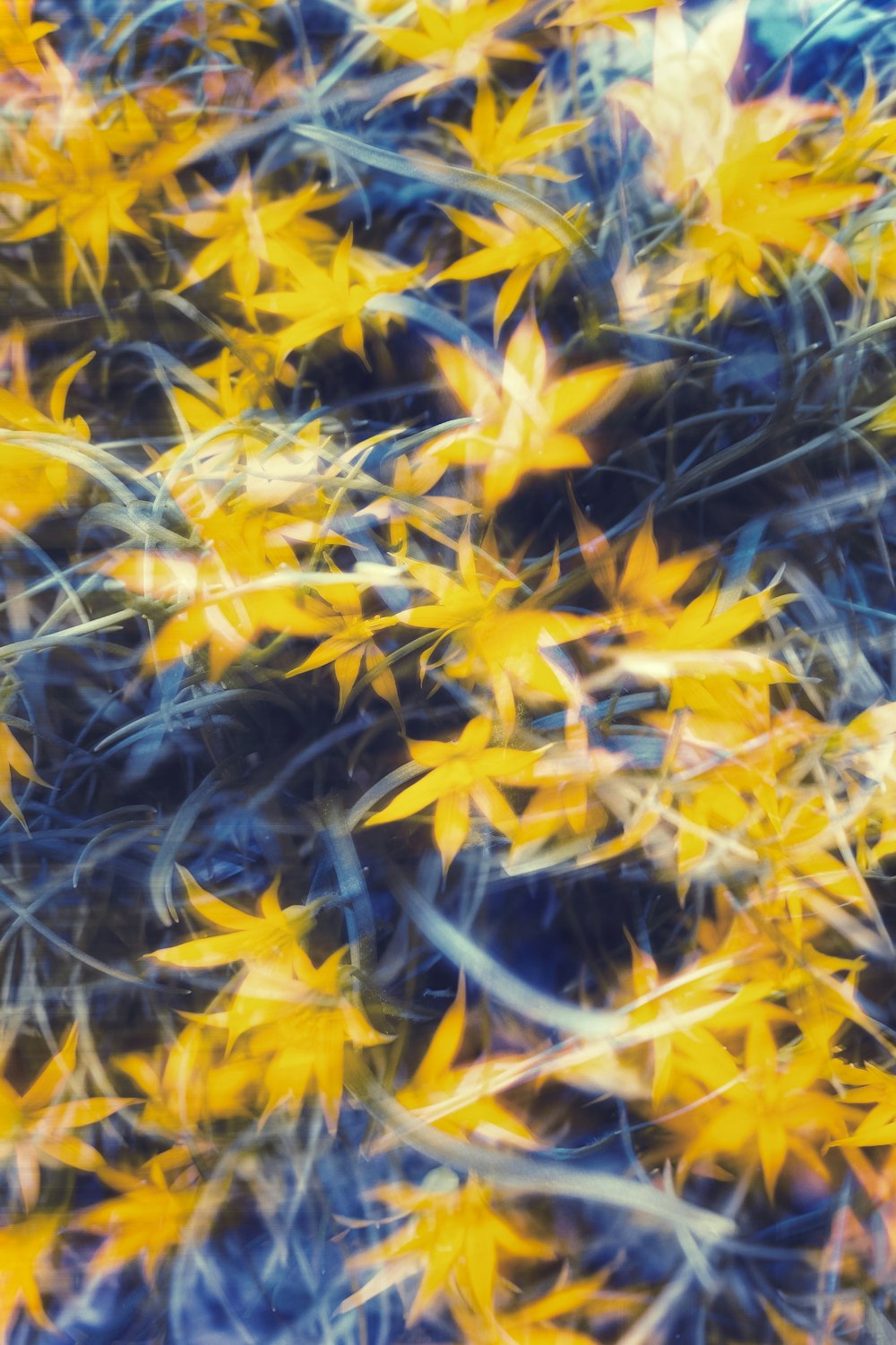 a bunch of yellow flowers that are in the grass