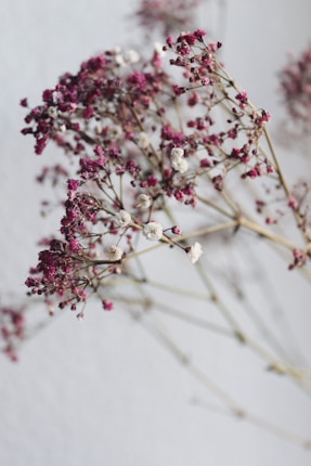Delicate dried flowers with small pink and white blossoms are arranged against a soft, muted background. The stems are thin and slightly arched, giving a sense of fragility and grace.