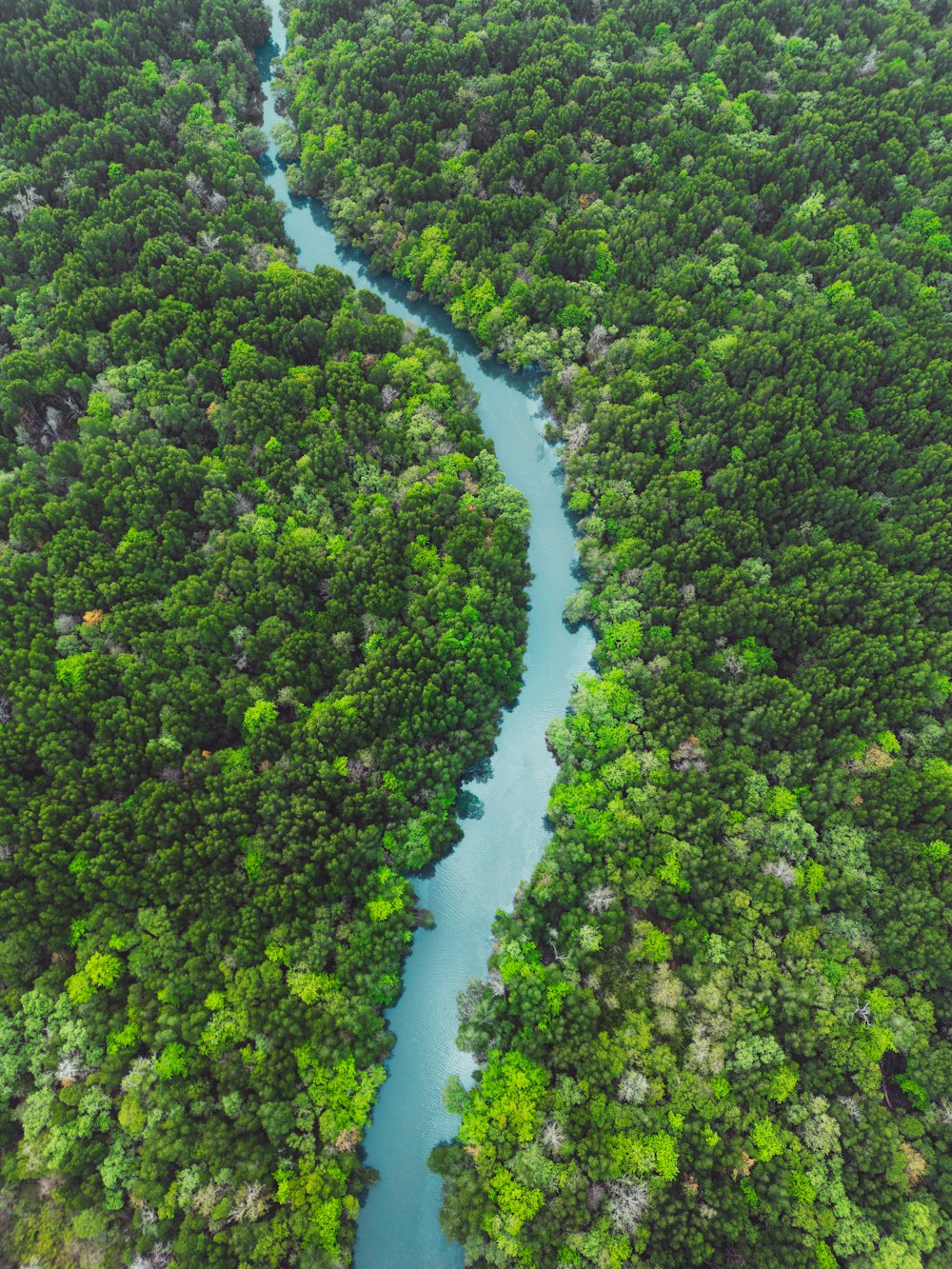 Ein Fluss, der durch einen üppigen grünen Wald fließt