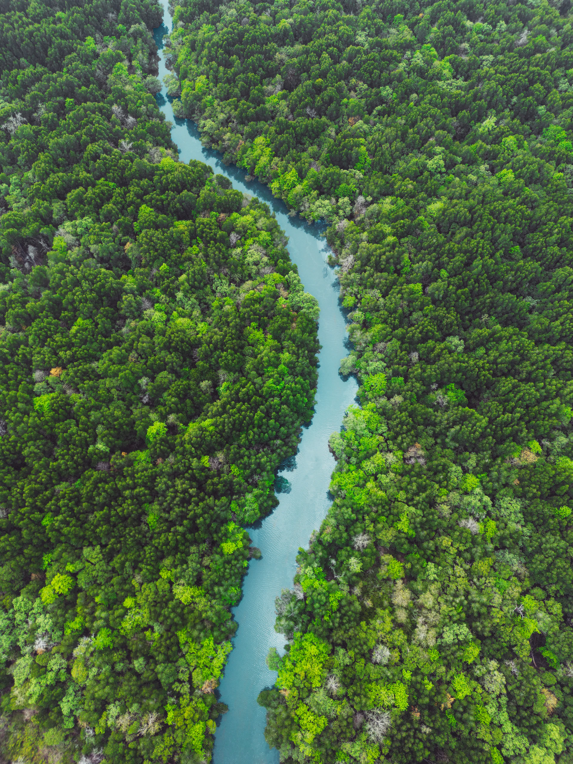 a river running through a lush green forest