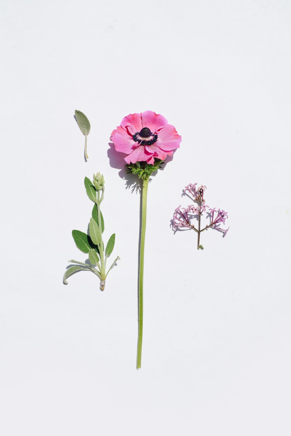 a pink flower and a green stem on a white background