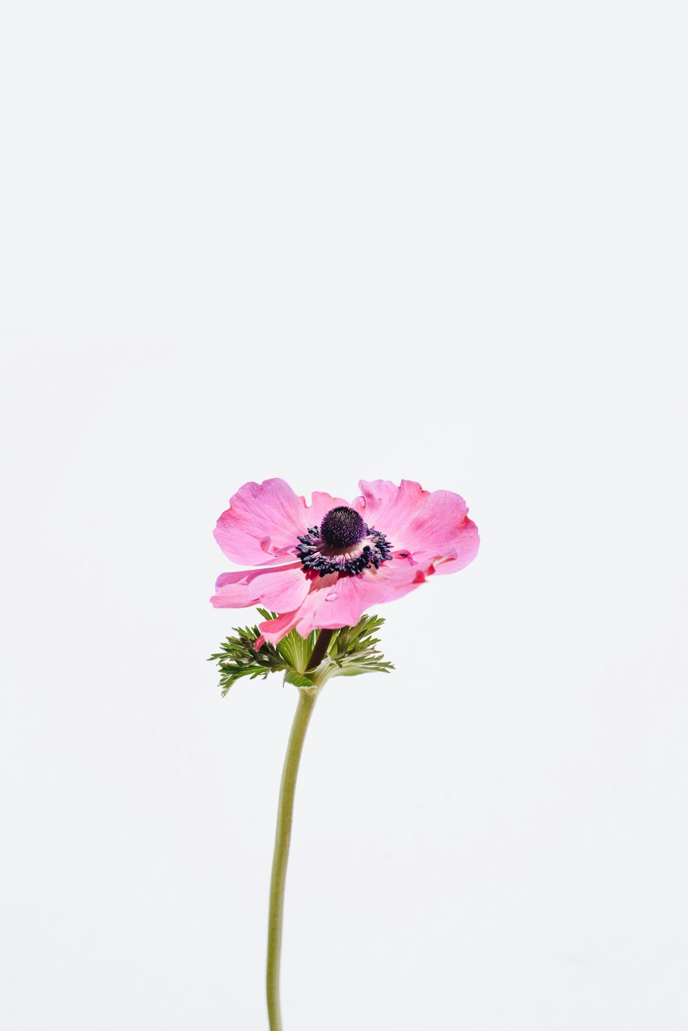 a single pink flower with a white background