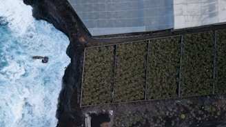 Aerial view showing the intersection of the ocean, a concrete structure, and a farming area with distinct plots of green crops. The ocean waves crash against a rocky shoreline adjacent to the cultivated land. The agricultural area is divided into rectangular sections, with a structure, possibly a greenhouse, partially visible at the top right.