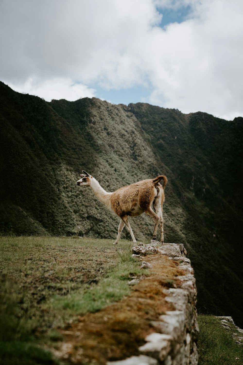 a llama walking along a stone wall in the mountains