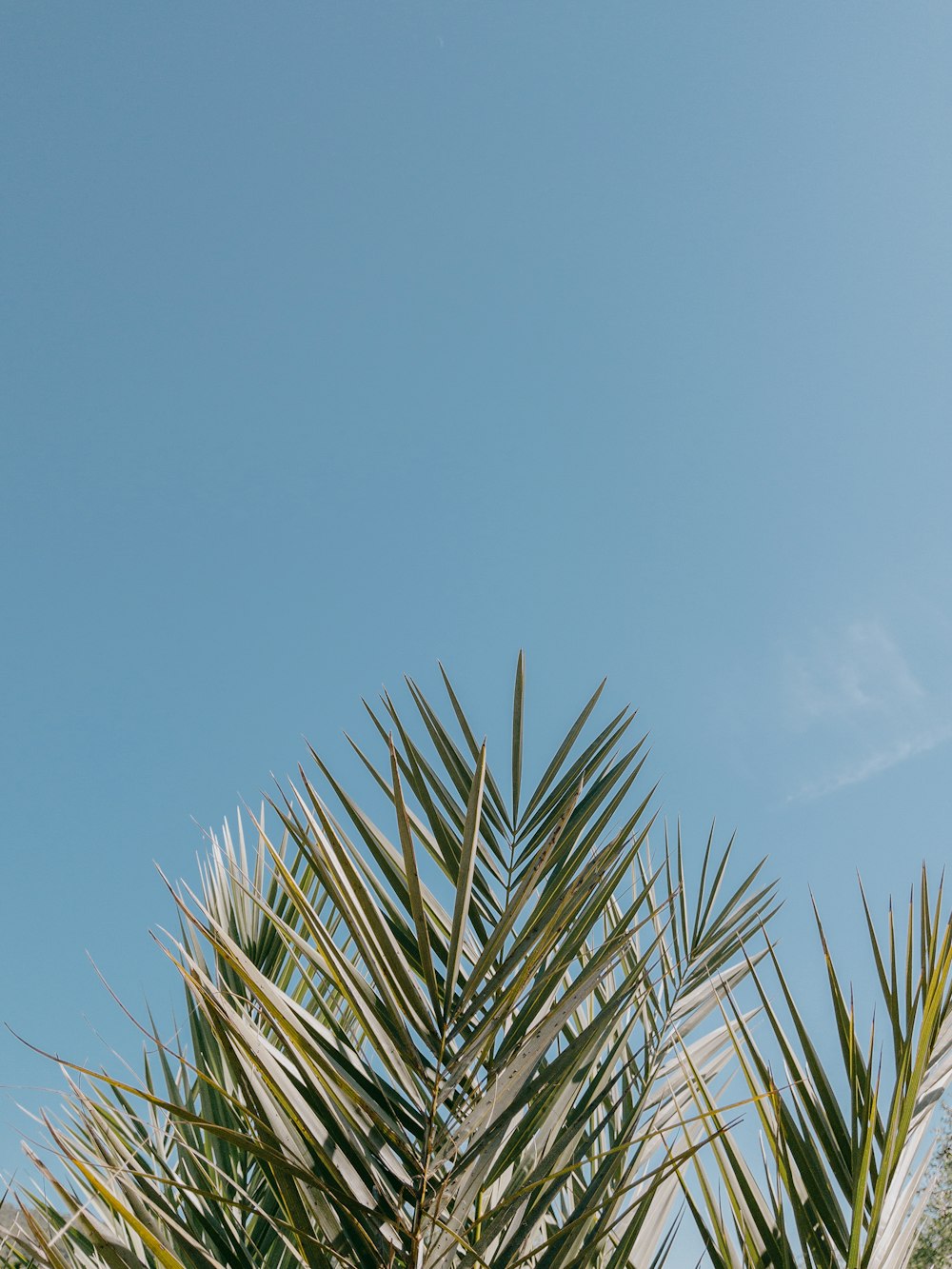 a palm tree with a blue sky in the background