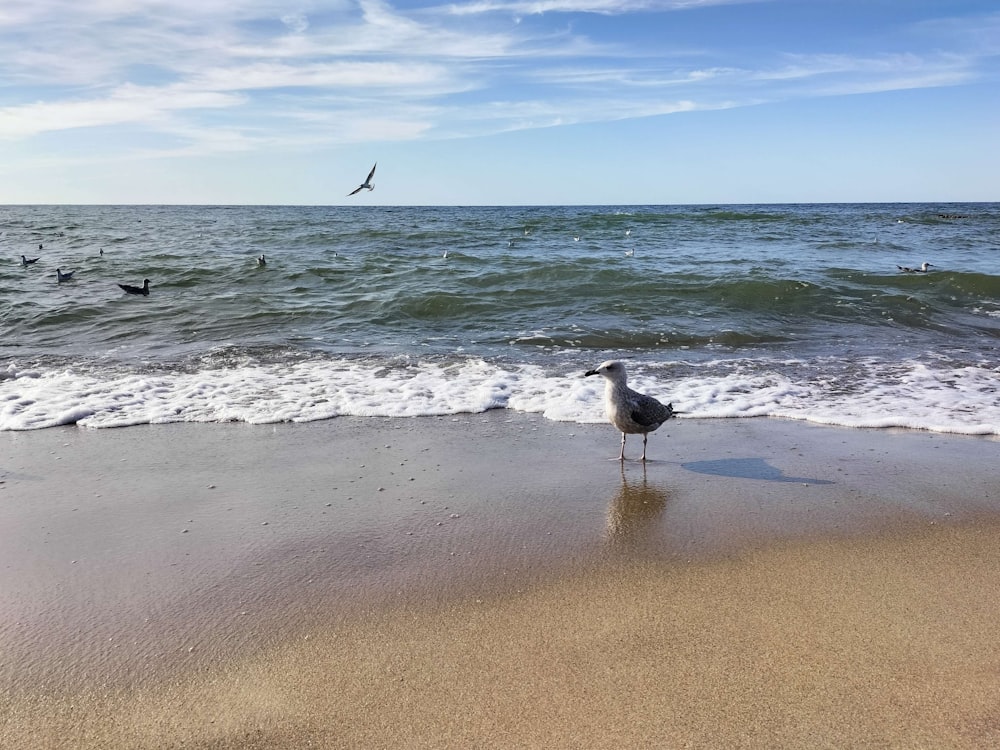 uma gaivota de pé em uma praia ao lado do oceano