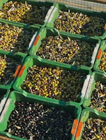 Several green crates are filled with olives of varying colors, including shades of green, purple, and black. The crates are stacked, displaying a rich, abundant harvest. Some olives are mixed with leaves or stems, suggesting a fresh, recently picked collection.