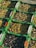 Several green crates are filled with olives of varying colors, including shades of green, purple, and black. The crates are stacked, displaying a rich, abundant harvest. Some olives are mixed with leaves or stems, suggesting a fresh, recently picked collection.