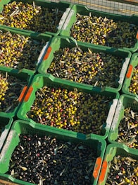 Several green crates are filled with olives of varying colors, including shades of green, purple, and black. The crates are stacked, displaying a rich, abundant harvest. Some olives are mixed with leaves or stems, suggesting a fresh, recently picked collection.