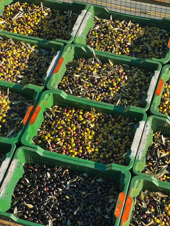 Several green crates are filled with olives of varying colors, including shades of green, purple, and black. The crates are stacked, displaying a rich, abundant harvest. Some olives are mixed with leaves or stems, suggesting a fresh, recently picked collection.