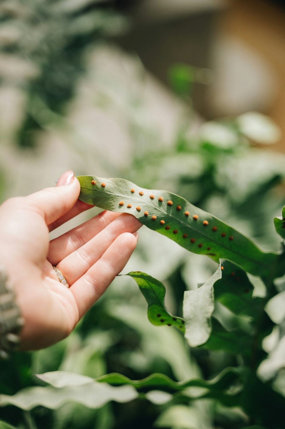 a person holding a green plant in their hand