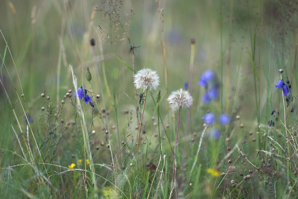 a bunch of wild flowers in a field