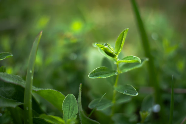 Close-up of a vibrant potted plant with dew drops on its leaves, showcasing freshness.