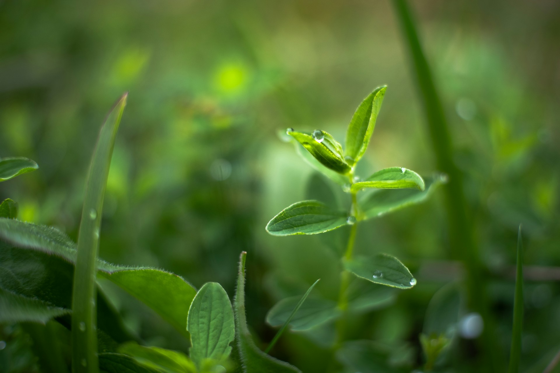 A close-up of a vibrant green houseplant with dew drops on its leaves, bathed in soft morning light.