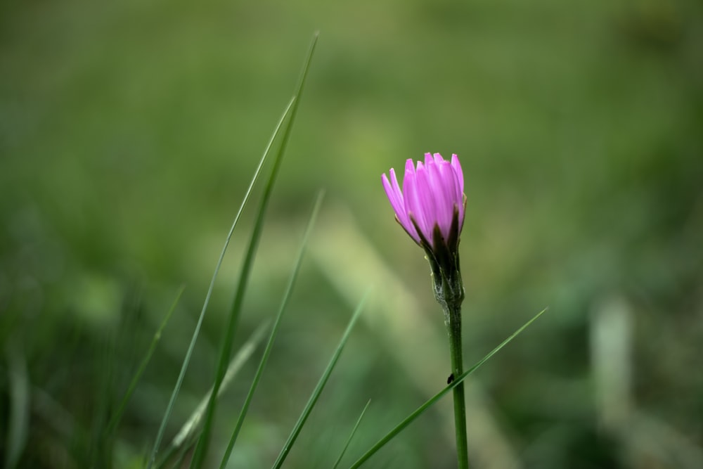 a single purple flower sitting on top of a lush green field