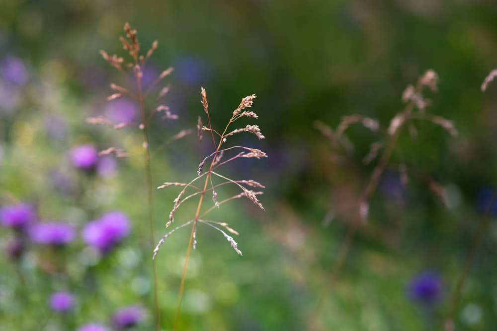 Un primo piano di una pianta con fiori viola sullo sfondo