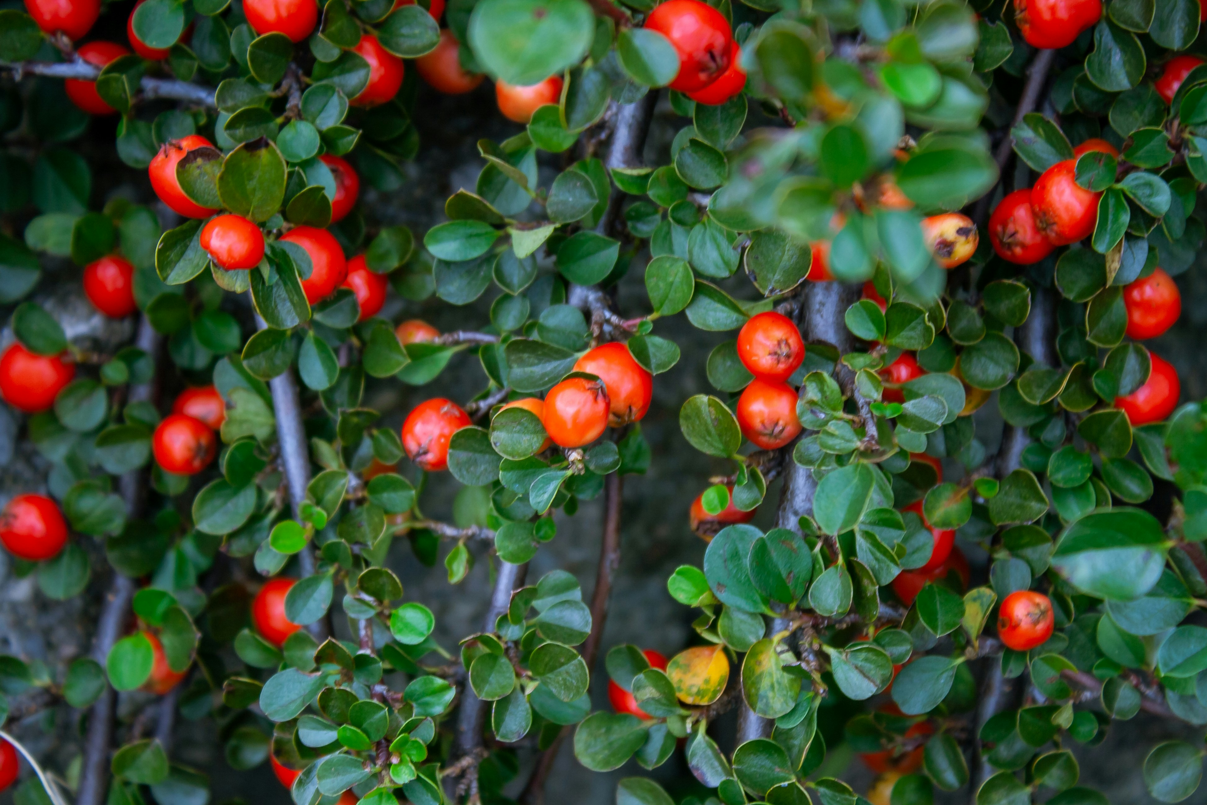 Photo by leandroyounis