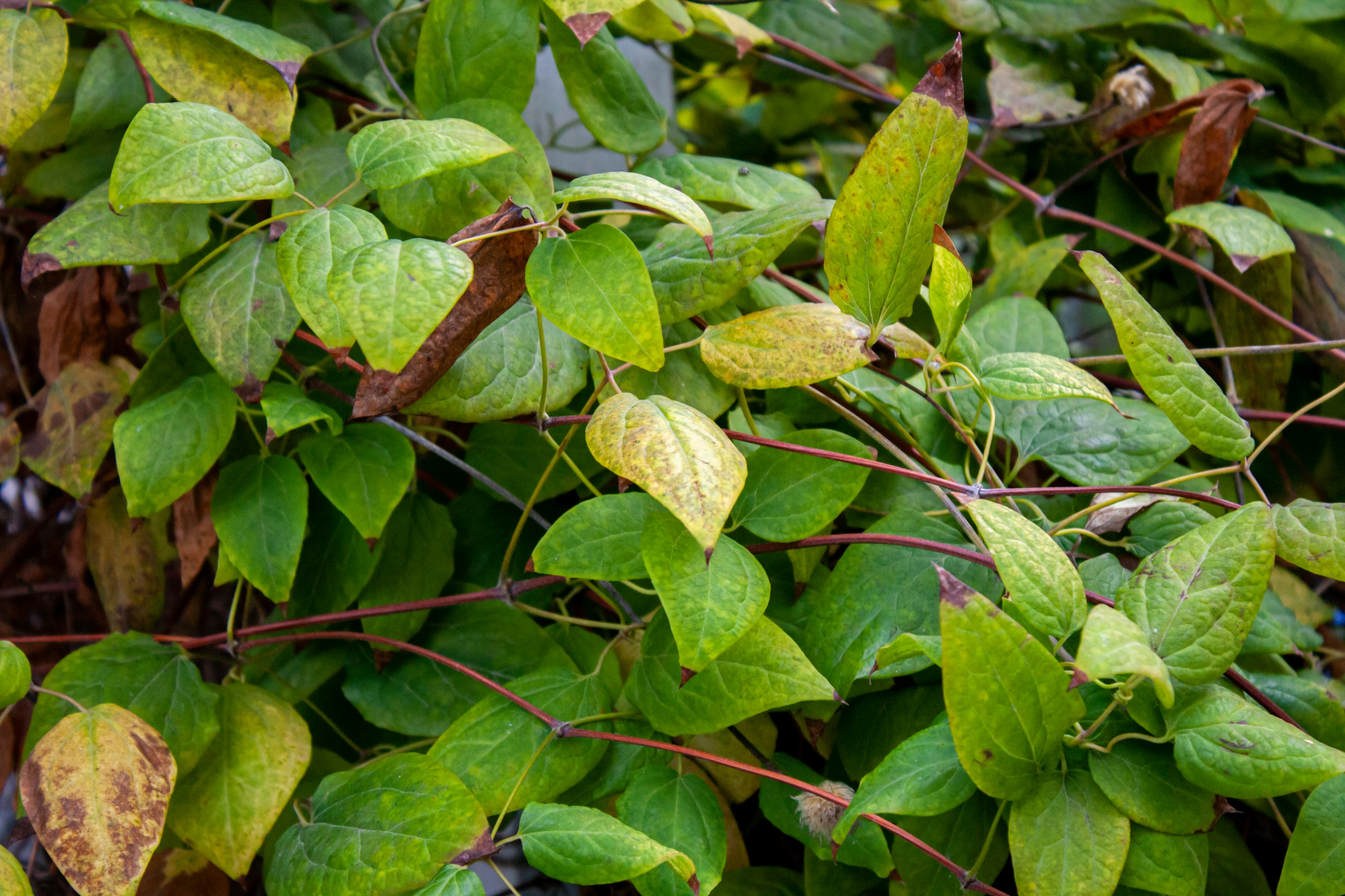 Photo by leandroyounis