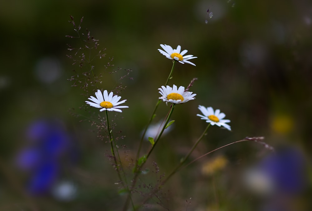 three daisies in a field of wildflowers